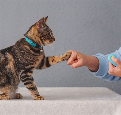 Cat training. Things To Know About Cat training. 